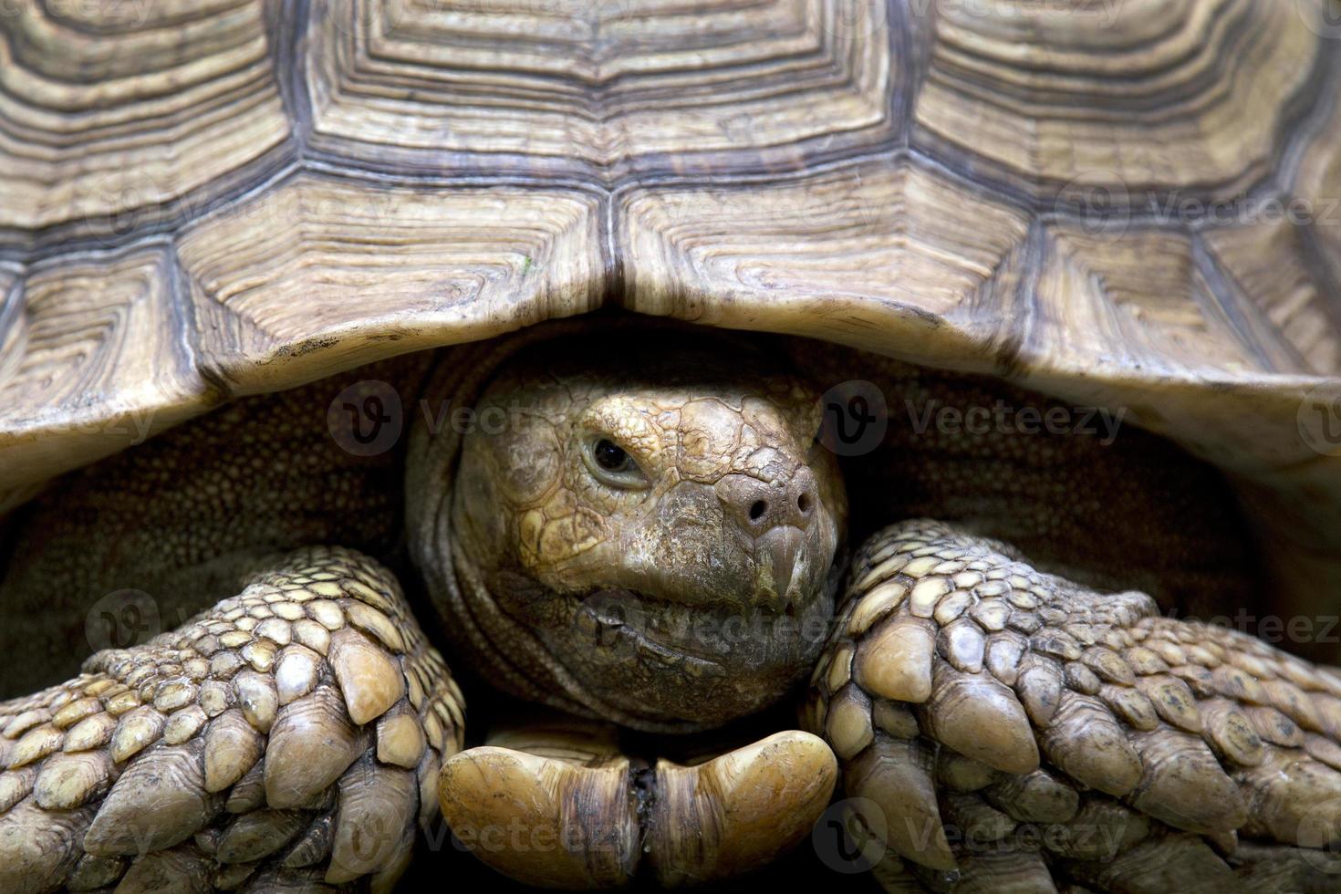 Vorderkopf der großen alten Schildkröte foto