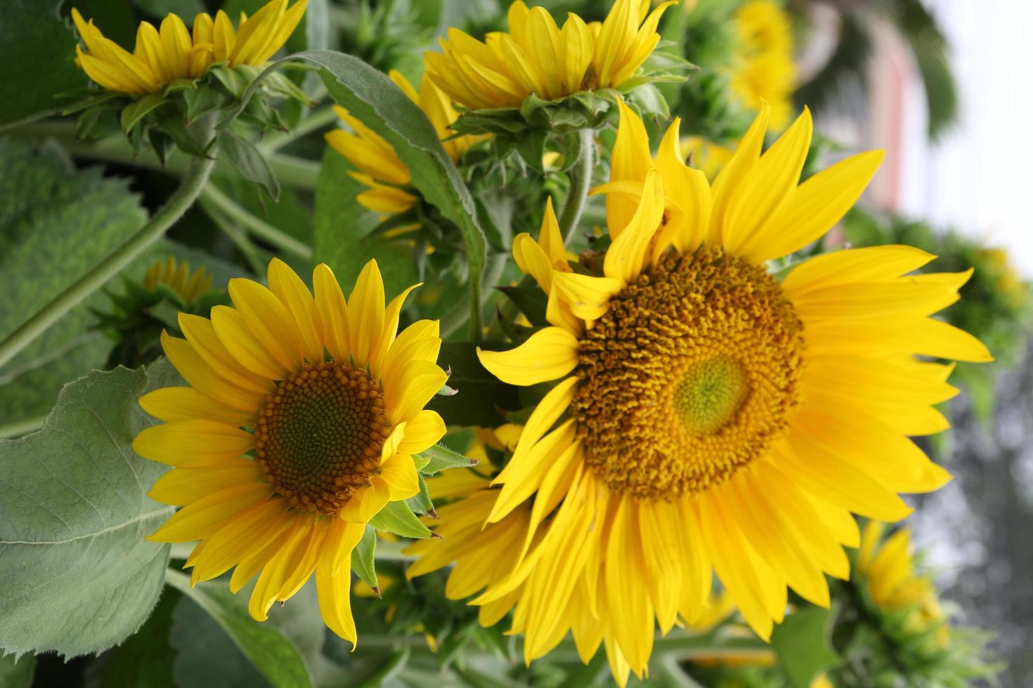 Sonnenblume blüht 2 schöne Blumen foto