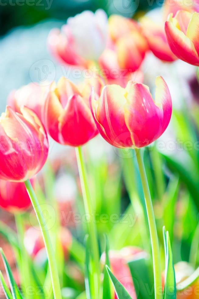 Tulpe im Frühling mit weichem Fokus, unscharfer unscharfer Frühlingstulpe, Bokeh-Blumenhintergrund, Pastell- und weichem Blumenhintergrund. foto