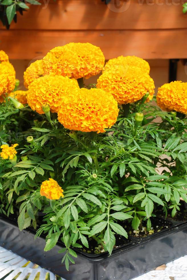 ringelblumen orange farbe tagetes erecta, mexikanische ringelblume foto