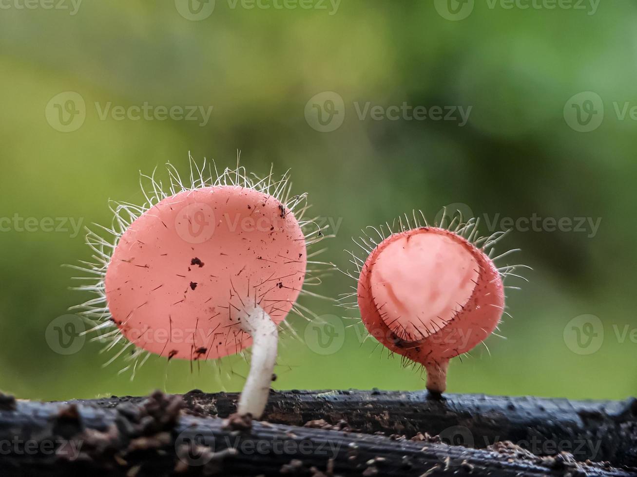 Schnecken auf Pilzen und Libellen vor einem natürlichen Hintergrund foto