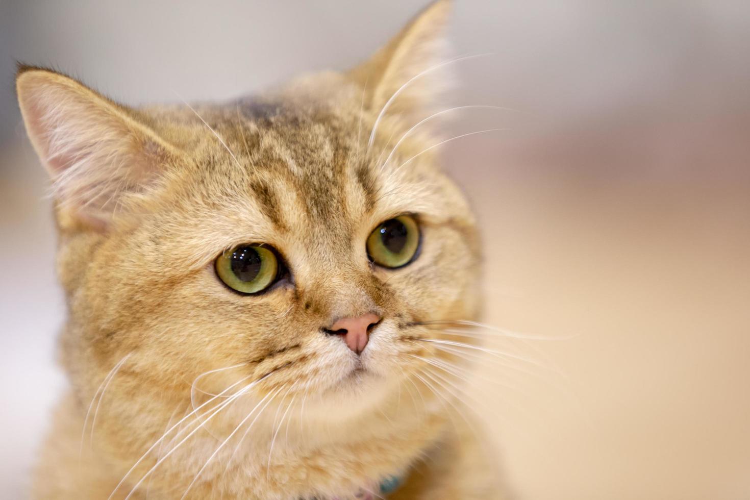 Eine schöne Hauskatze ruht in einem hellen, warmen Raum, eine graue Kurzhaarkatze mit grünen Augen, die die Kamera anschaut foto