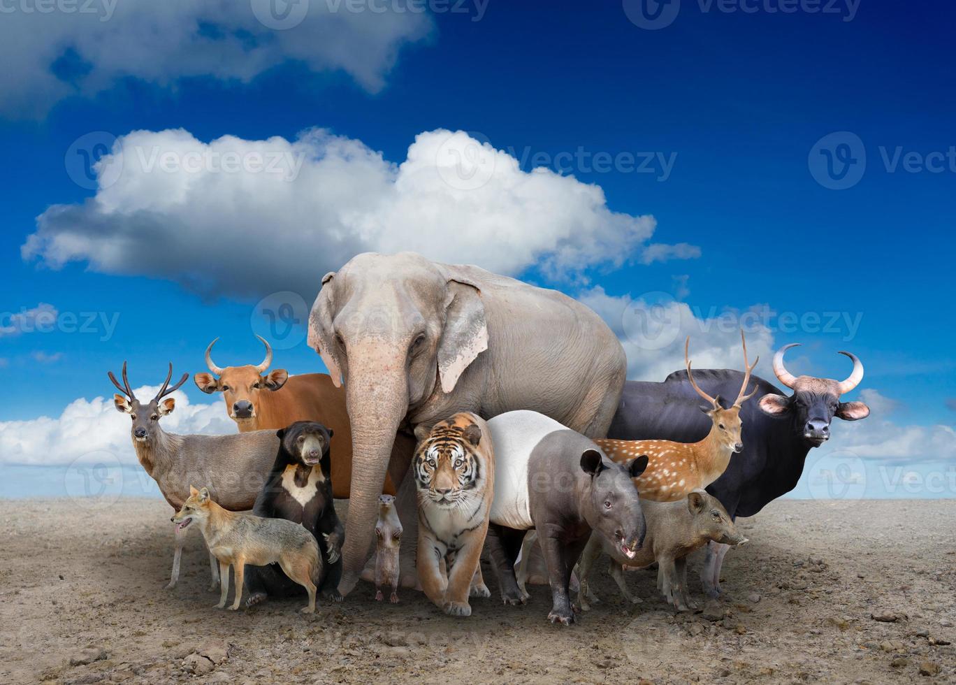 Gruppe asiatischer Tiere foto