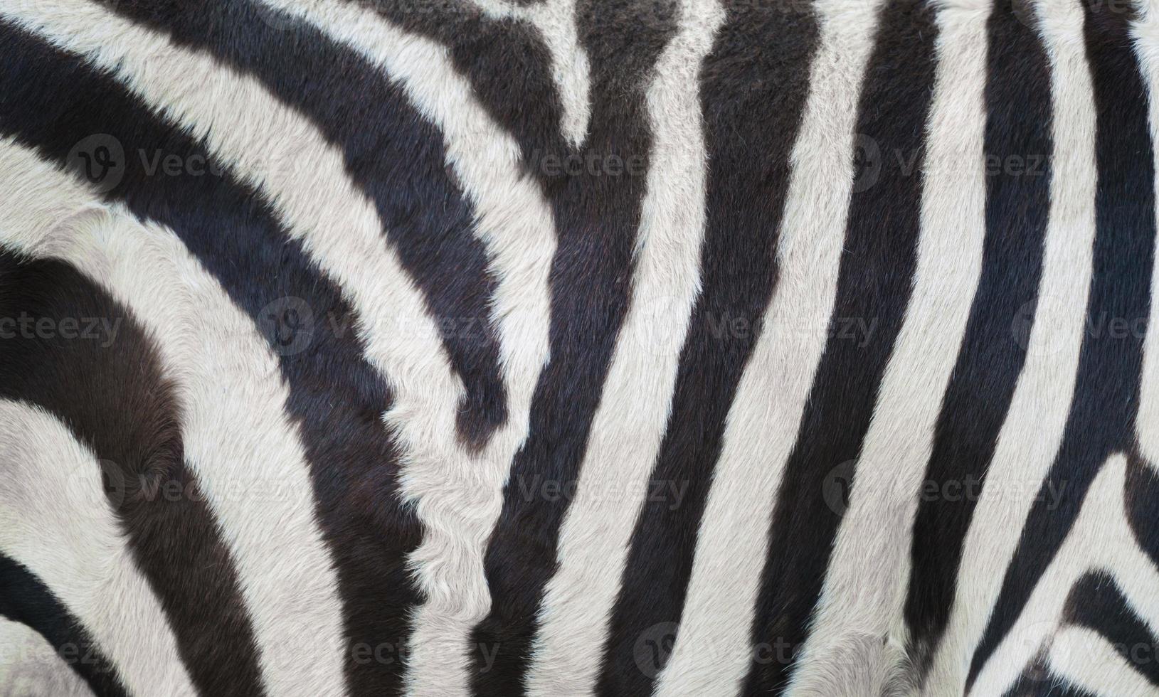 Zebrahaut, Zebrafell foto