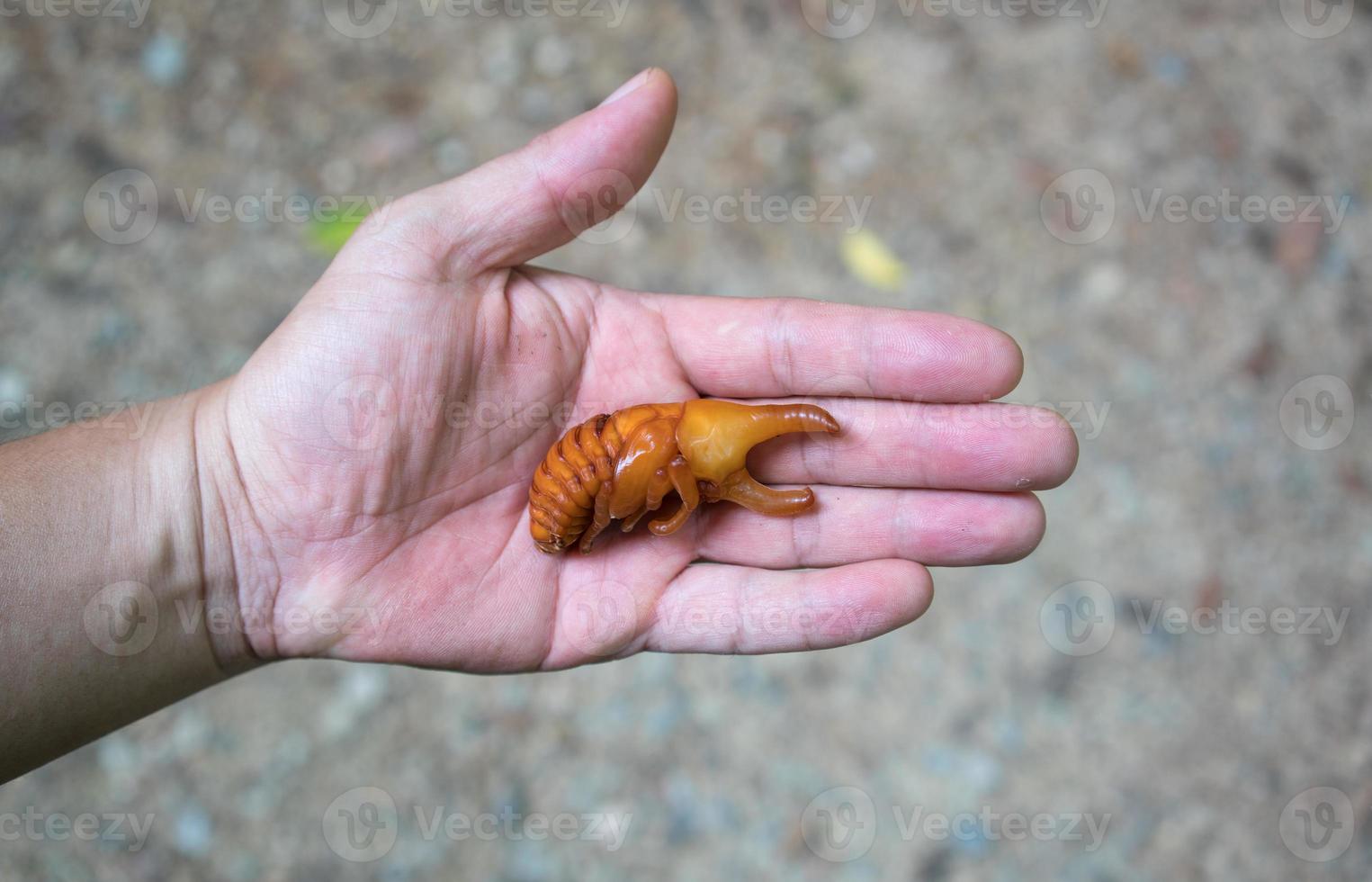 Puppe Siamesischer Nashornkäfer oder Kampfkäfer foto