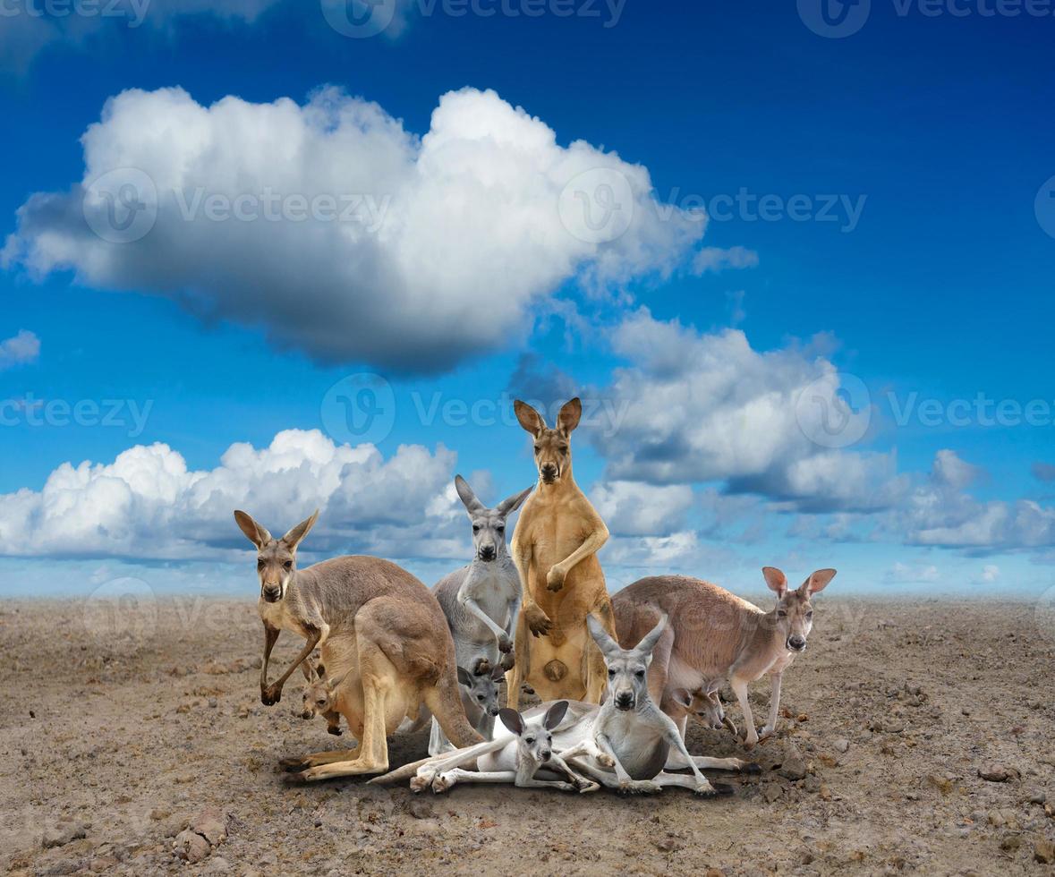 Känguru, das auf dem Boden steht foto
