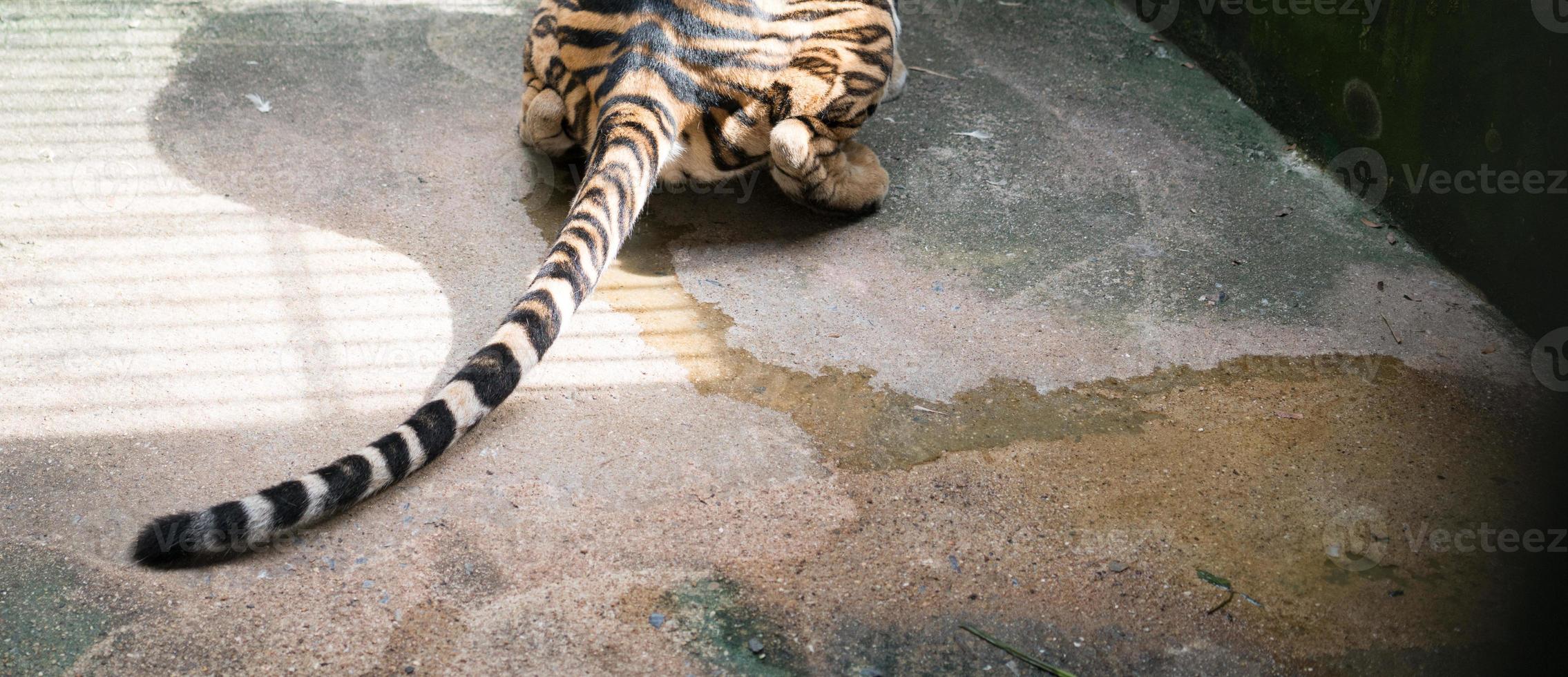 Bengal-Tigerweibchen pinkelt auf den Boden foto