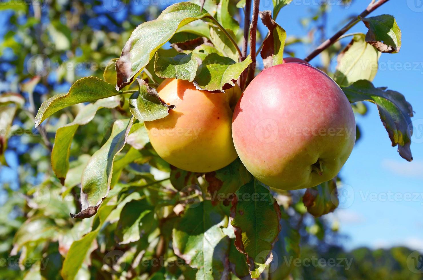 Äpfel auf einem Ast foto