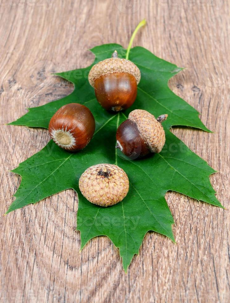 grünes Blatt mit Eicheln auf einem hölzernen Hintergrund foto