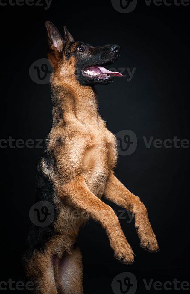 Porträt eines deutschen Schäferhundes vor einem isolierten schwarzen Hintergrund. foto