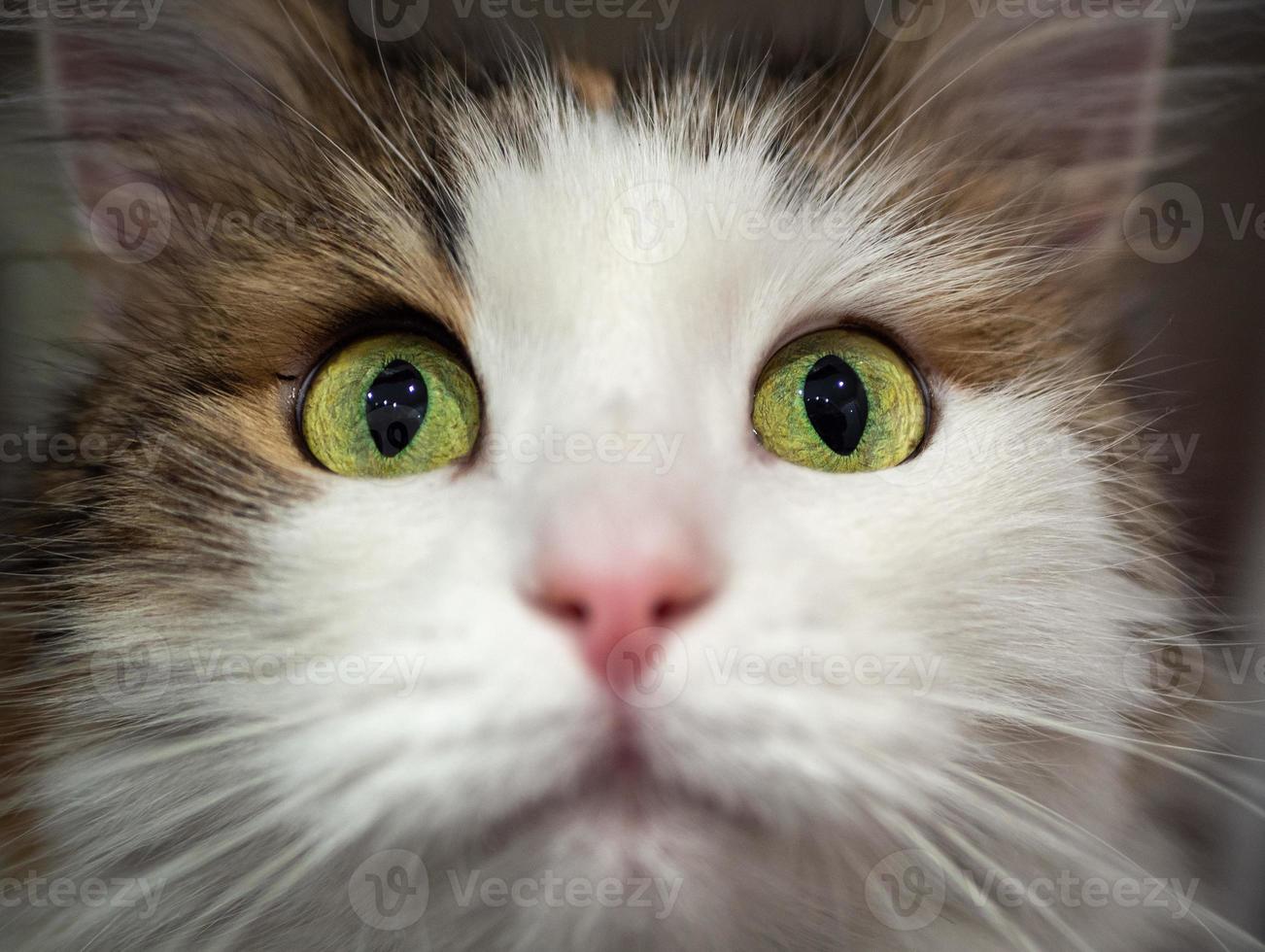 eine reinrassige katze sitzt im waschbecken, im badezimmer. foto