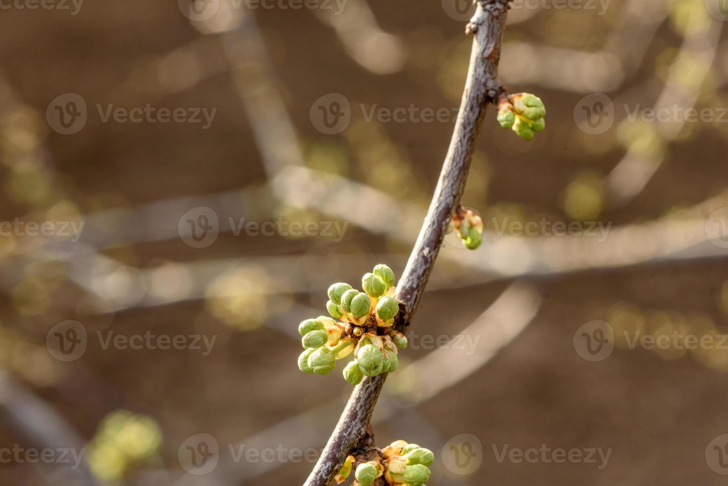 Geschwollene Frühlingsknospen an den Ästen eines Baumes aus nächster Nähe. Ast vor der Blüte foto