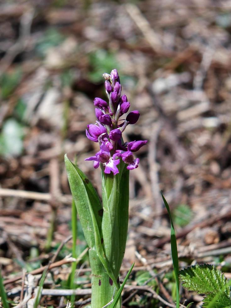 frühe lila Orchidee foto