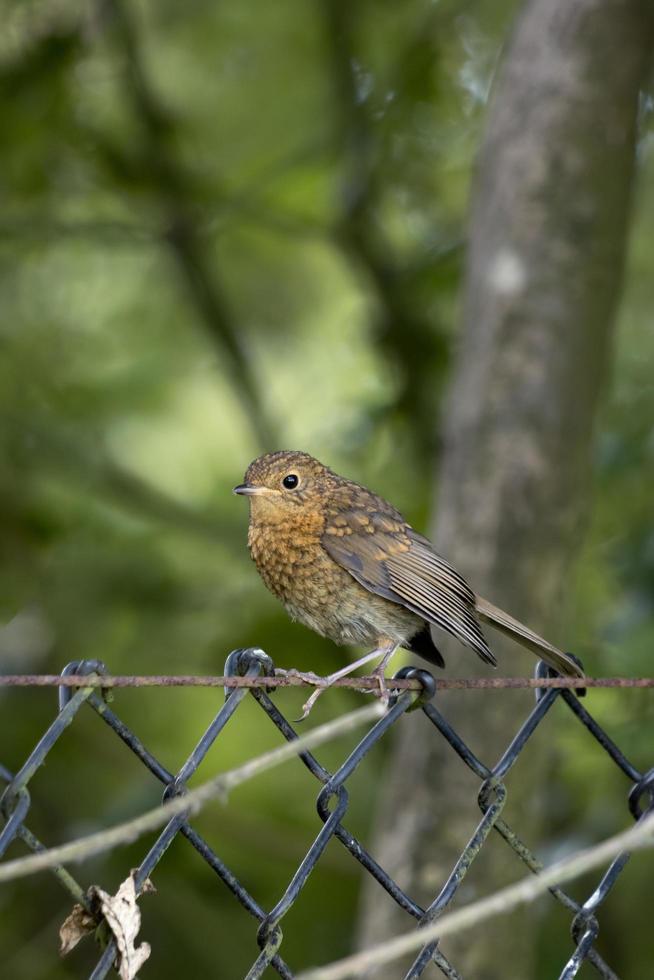 Juvenile Robin thront auf einem Drahtzaun foto