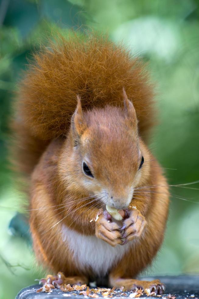 Eurasisches Eichhörnchen foto