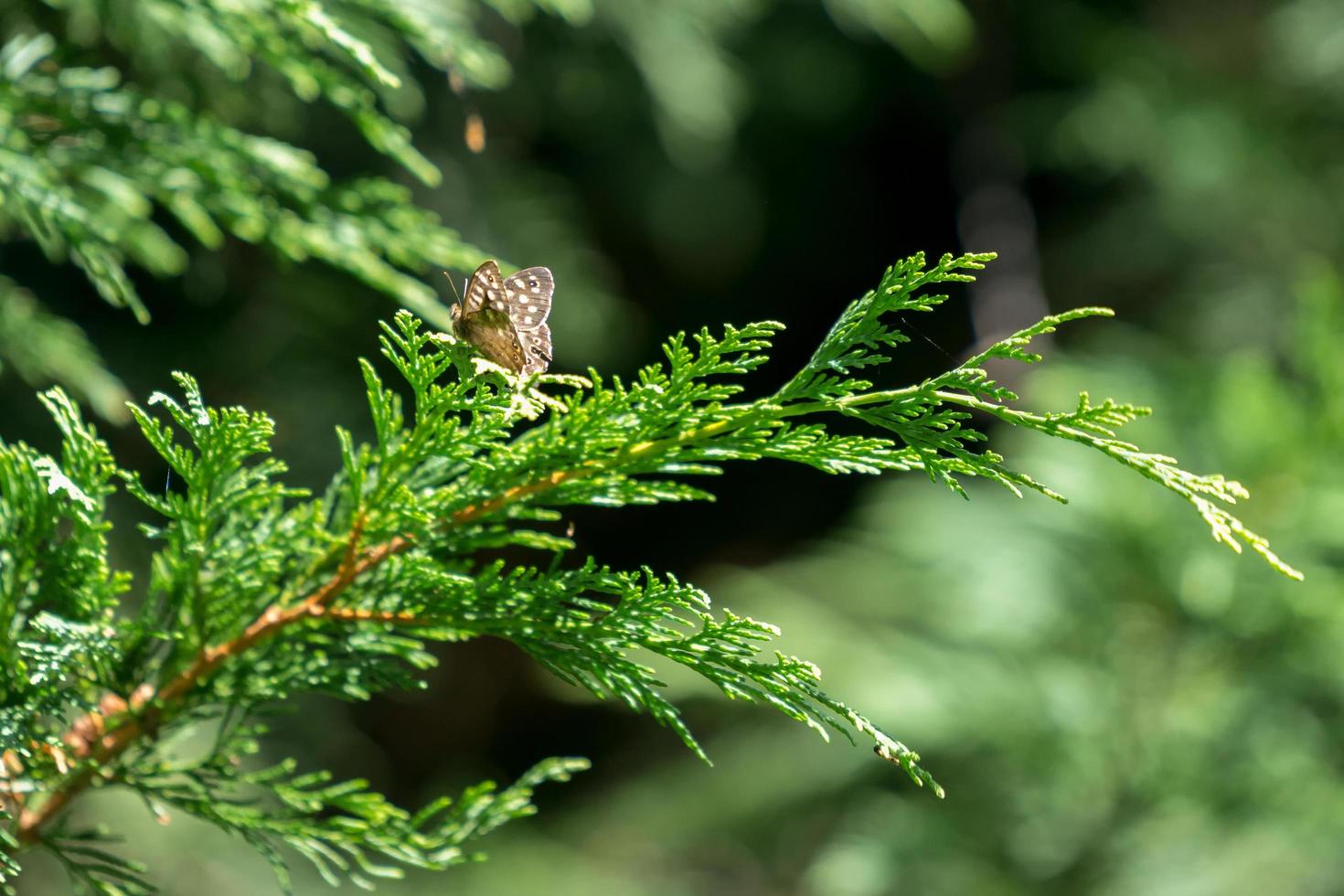 gesprenkelter Holzschmetterling foto