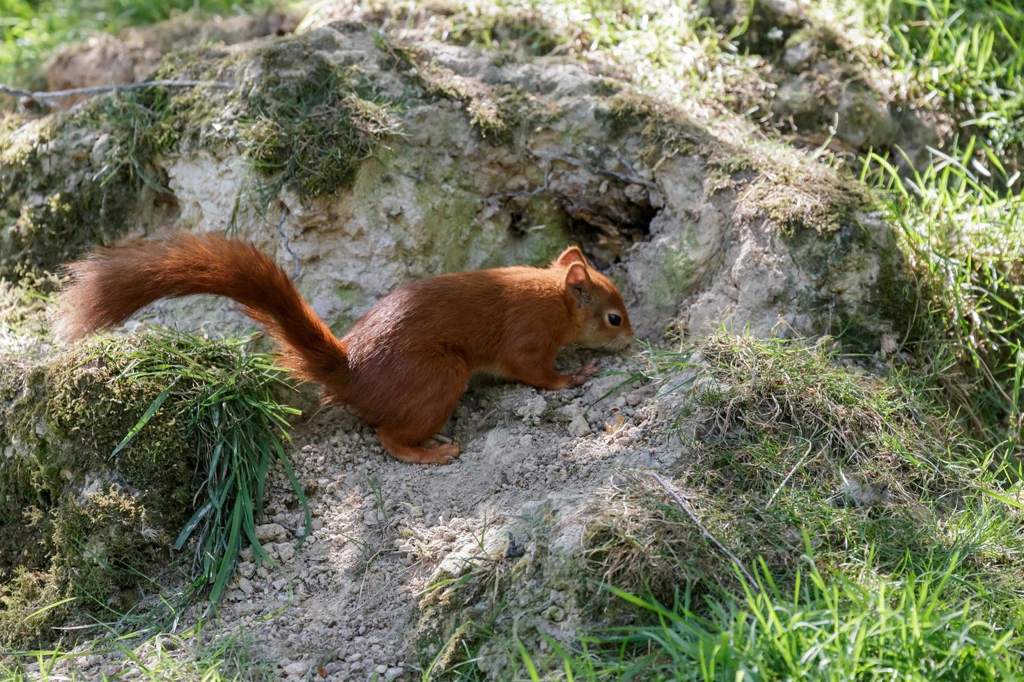 Eurasisches Eichhörnchen foto