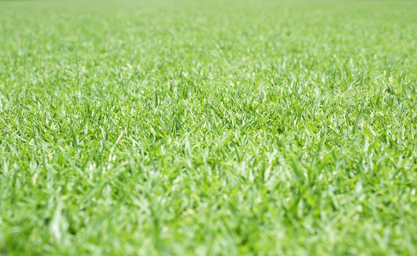 grüner Rasen für den Hintergrund foto