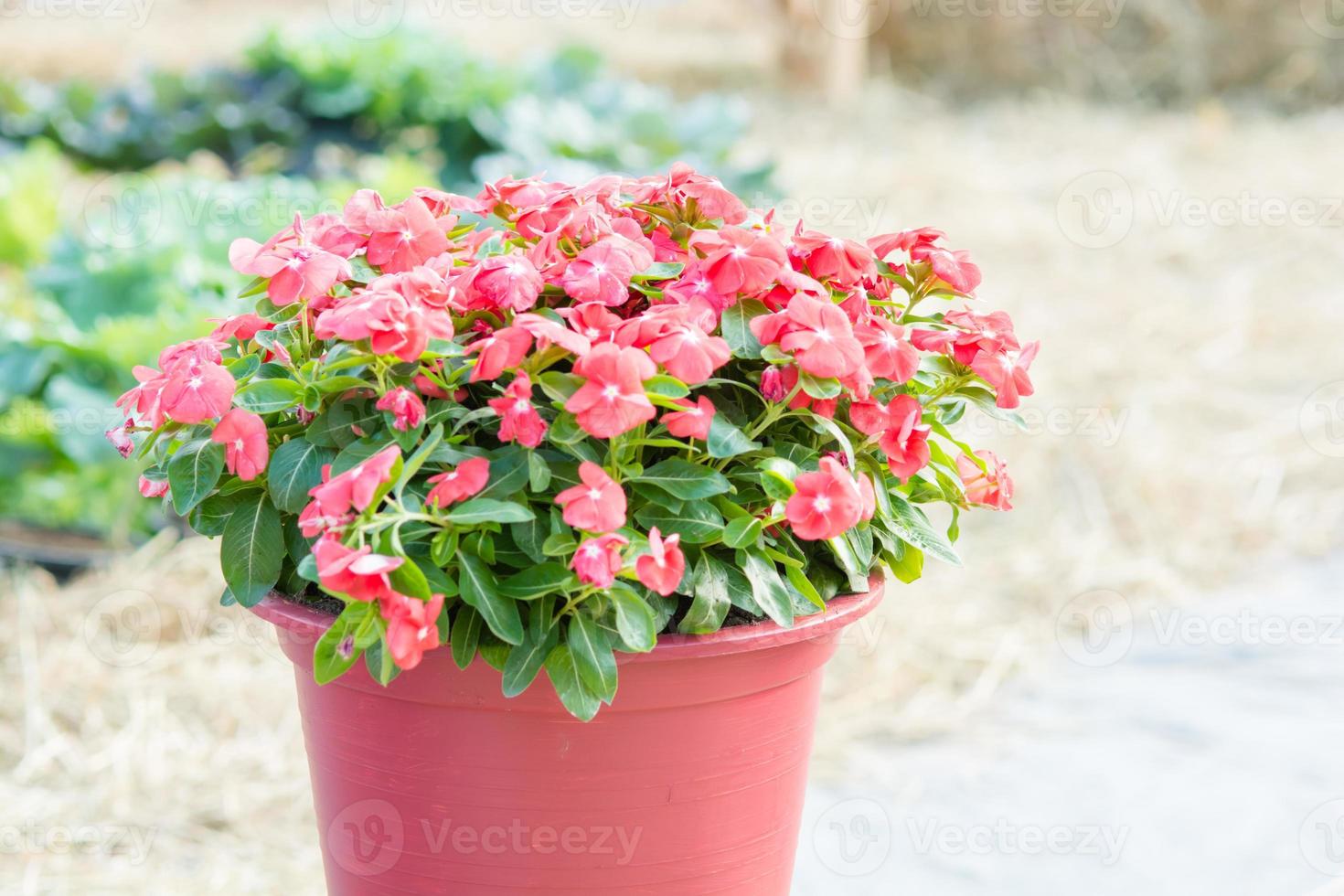 vinca rosea blumen blühen im garten, laub verschiedener farben blumen, selektiver fokus foto