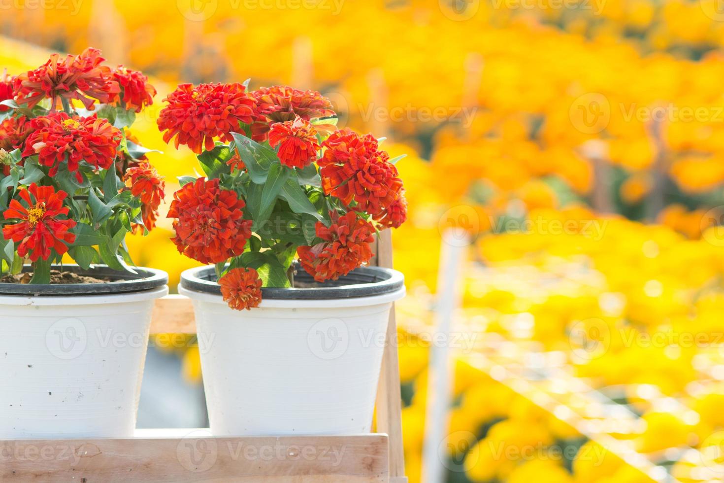 rote zinniablumen blühen im garten, rote blumen, selektiver fokus foto