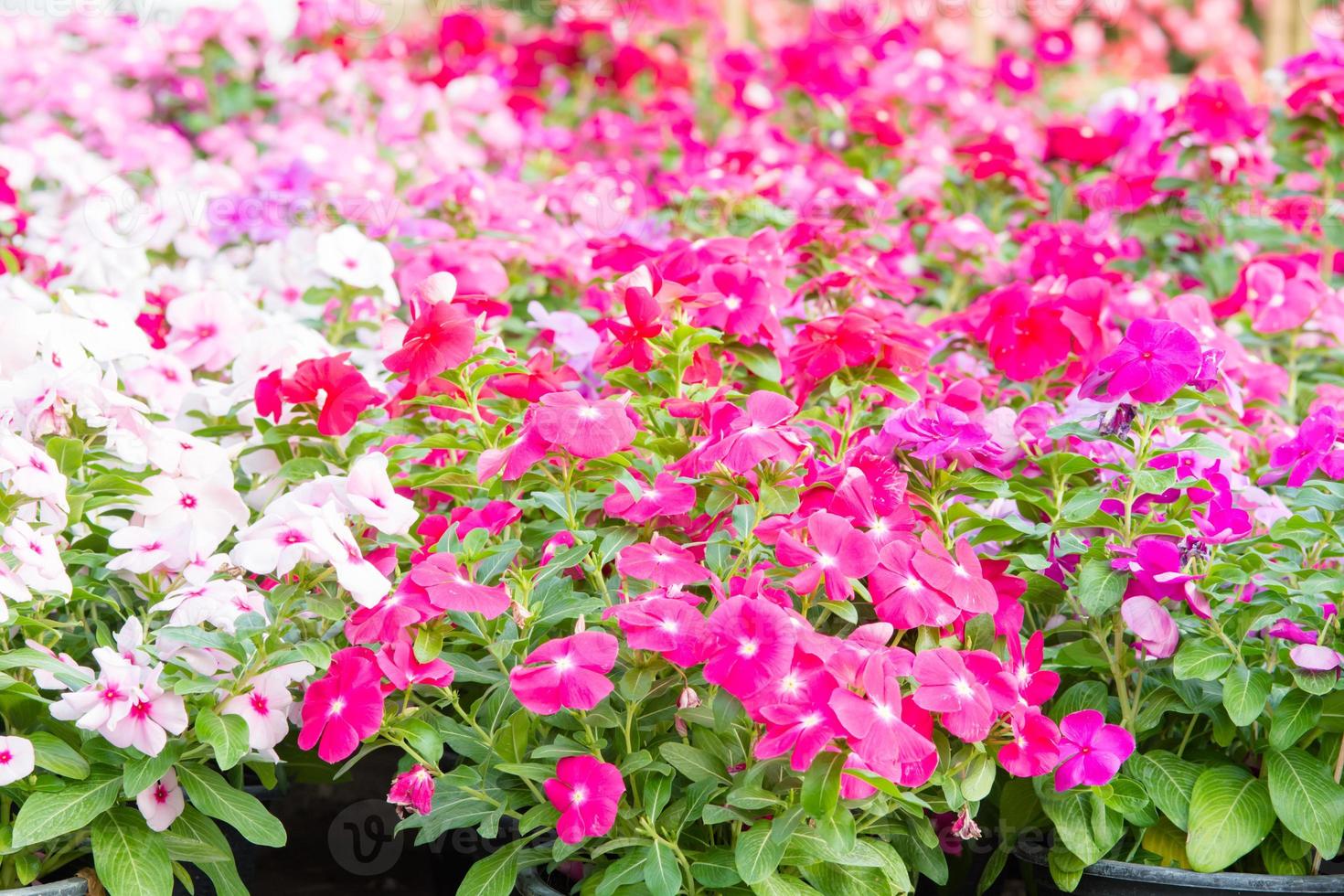 vinca rosea blumen blühen im garten, laub verschiedener farben blumen, selektiver fokus foto