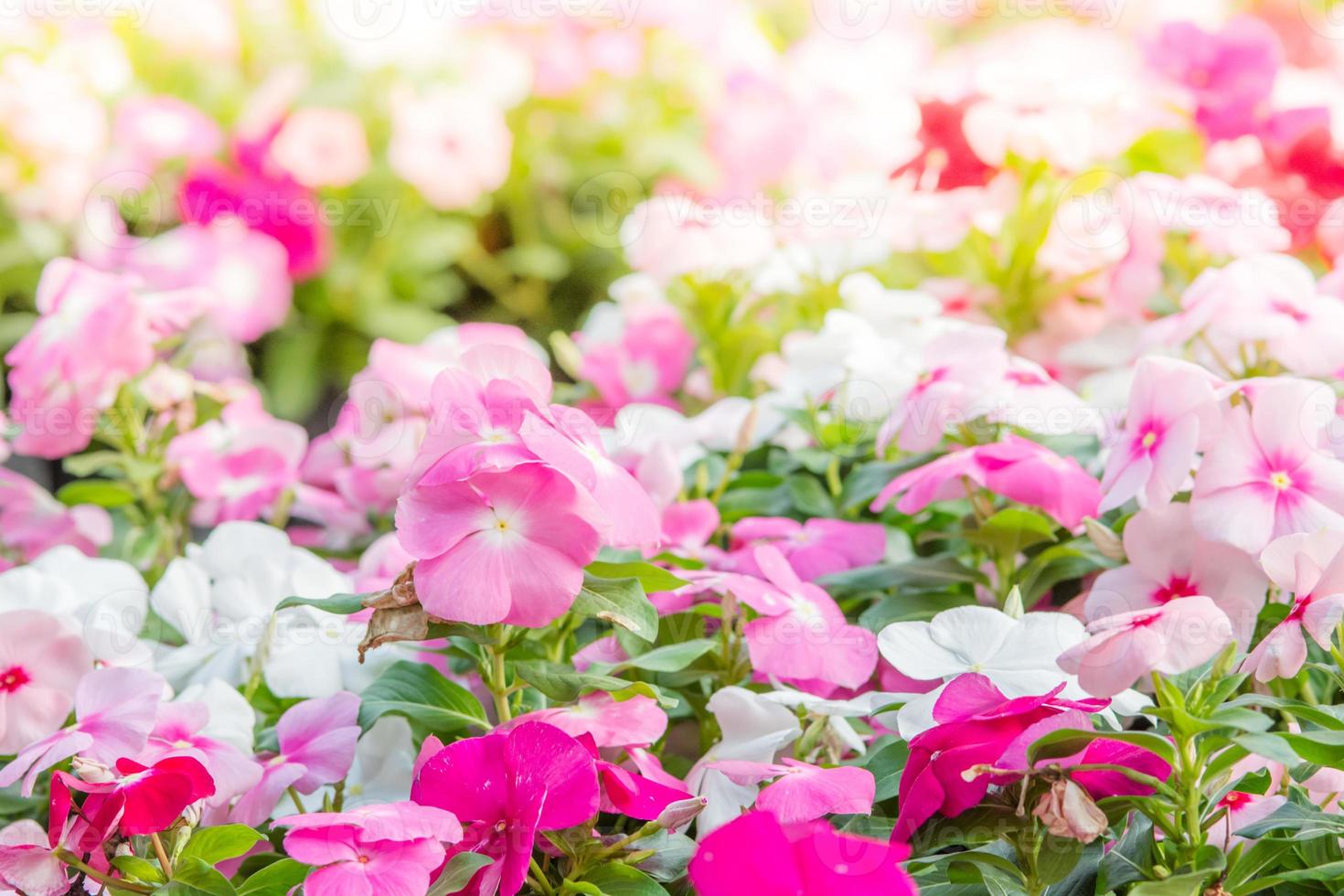 vinca rosea blumen blühen im garten, laub verschiedener farben blumen, selektiver fokus foto