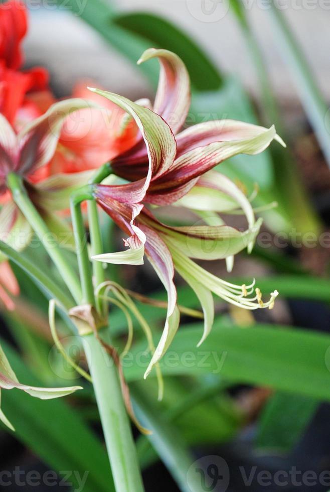 Amarylis-Blume, voller Blüte in einem tropischen botanischen Garten. Hippeastrum-Amaryllis foto