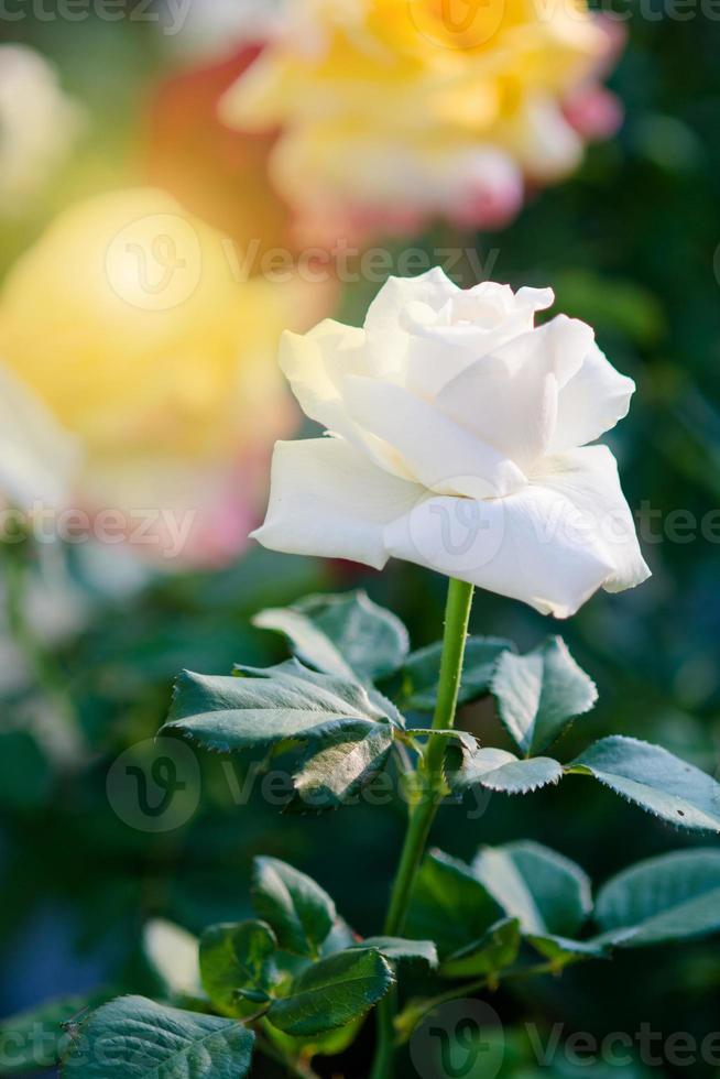 Rose und warmes Licht im Gartenhintergrund, schöne Momente der Liebe und des glücklichen Lebens. foto