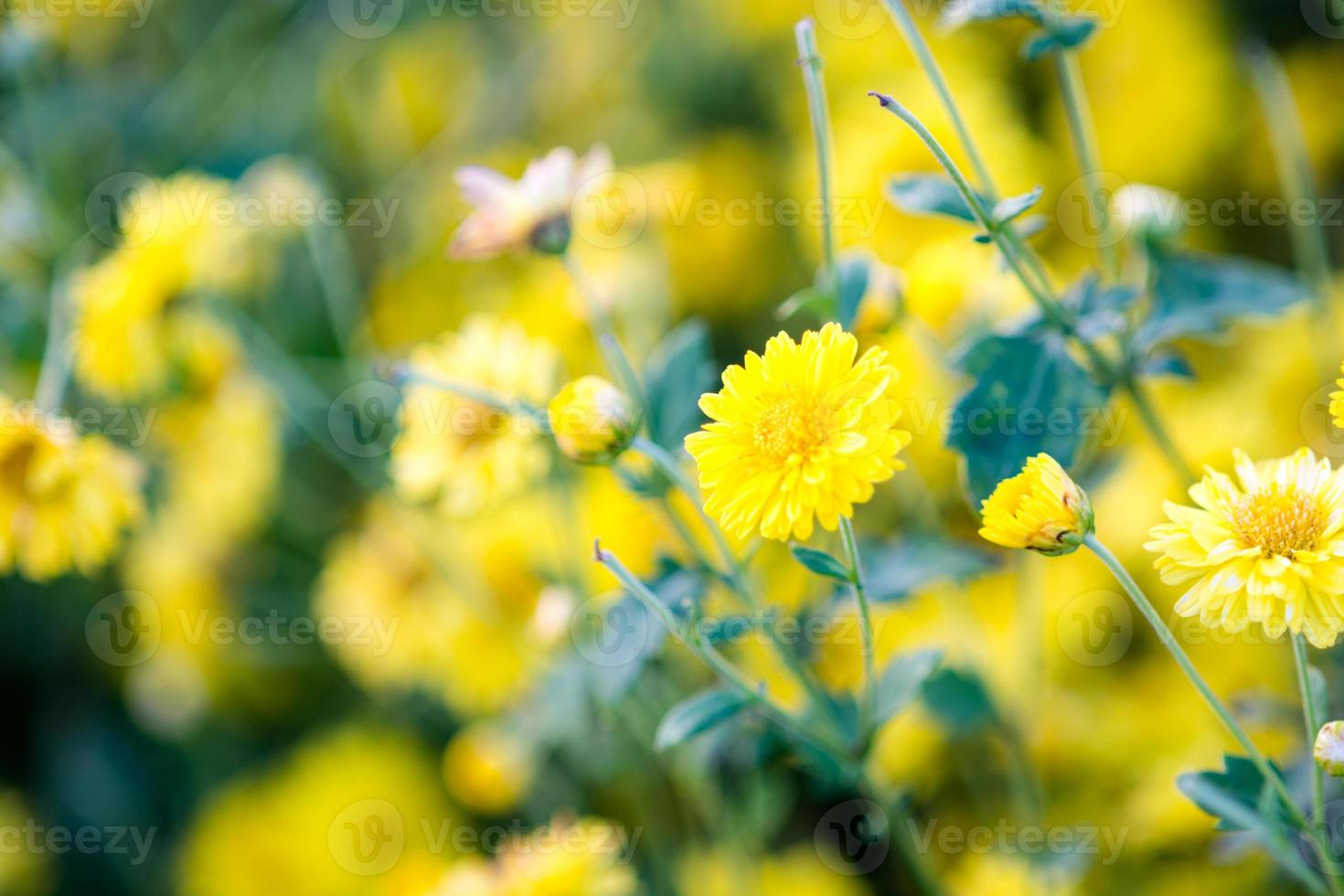 gelbe chrysanthemeblumen, chrysantheme im garten. verschwommene blume für hintergrund, bunte pflanzen foto