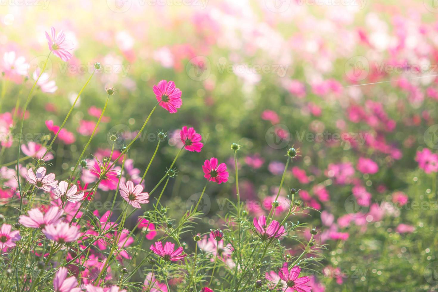 weicher, selektiver Fokus des Kosmos, verschwommene Blume für den Hintergrund, bunte Pflanzen foto