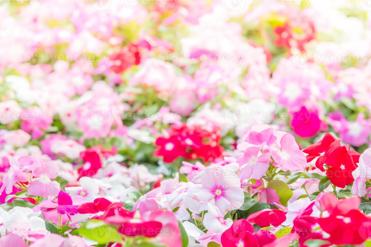 vinca rosea blumen blühen im garten, laub verschiedener farben blumen, selektiver fokus foto