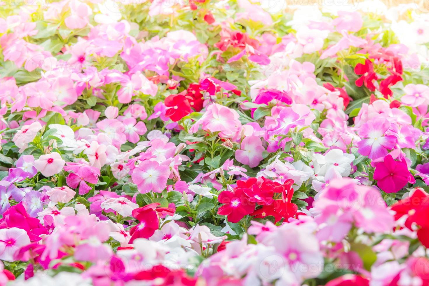 vinca rosea blumen blühen im garten, laub verschiedener farben blumen, selektiver fokus foto