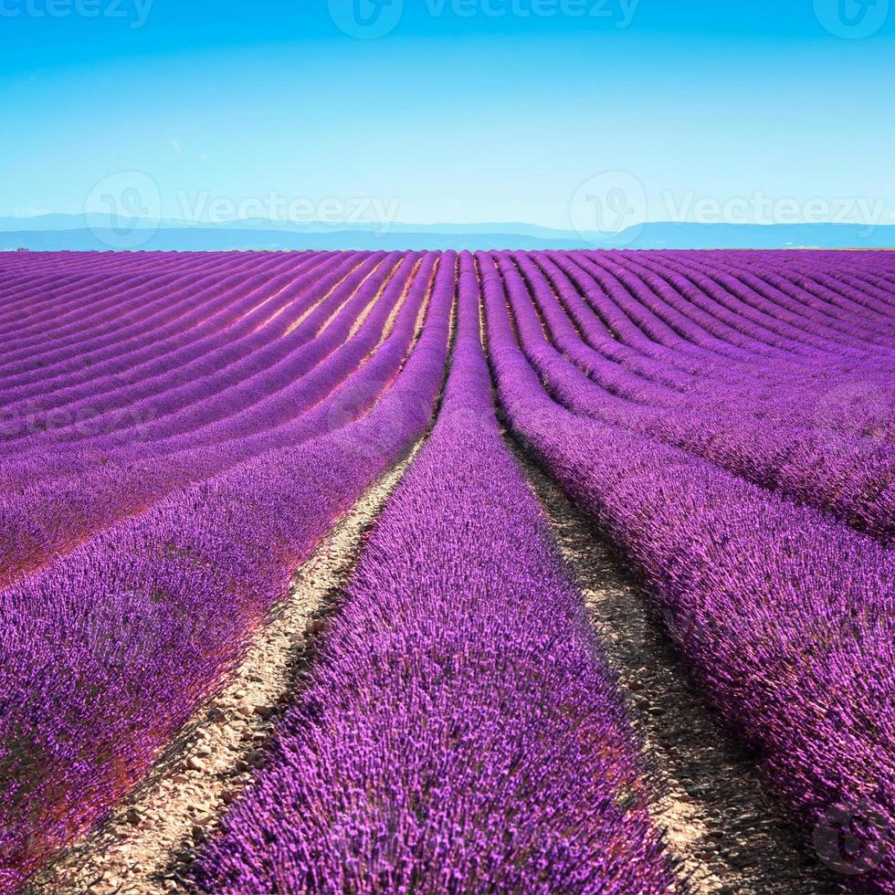 Lavendelblüte blühende Felder endlose Reihen. Valensole Provence foto