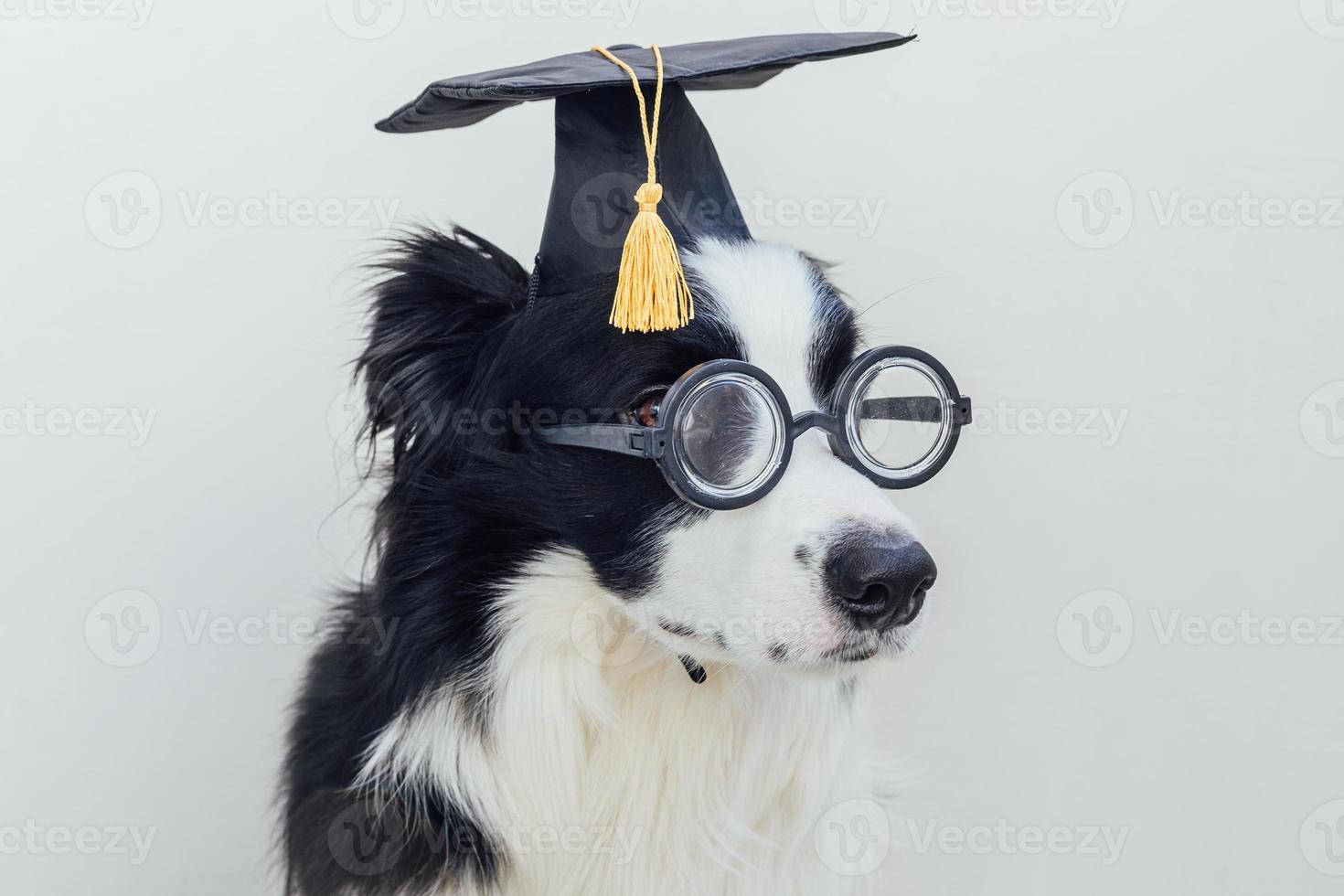 lustiger Hündchen-Border-Collie mit Abschlusskappen-Brille isoliert auf weißem Hintergrund. hund, der in gläsern grad hut wie student professor anstarrt. zurück zur Schule. cooler Nerd-Stil, lustiges Haustier foto