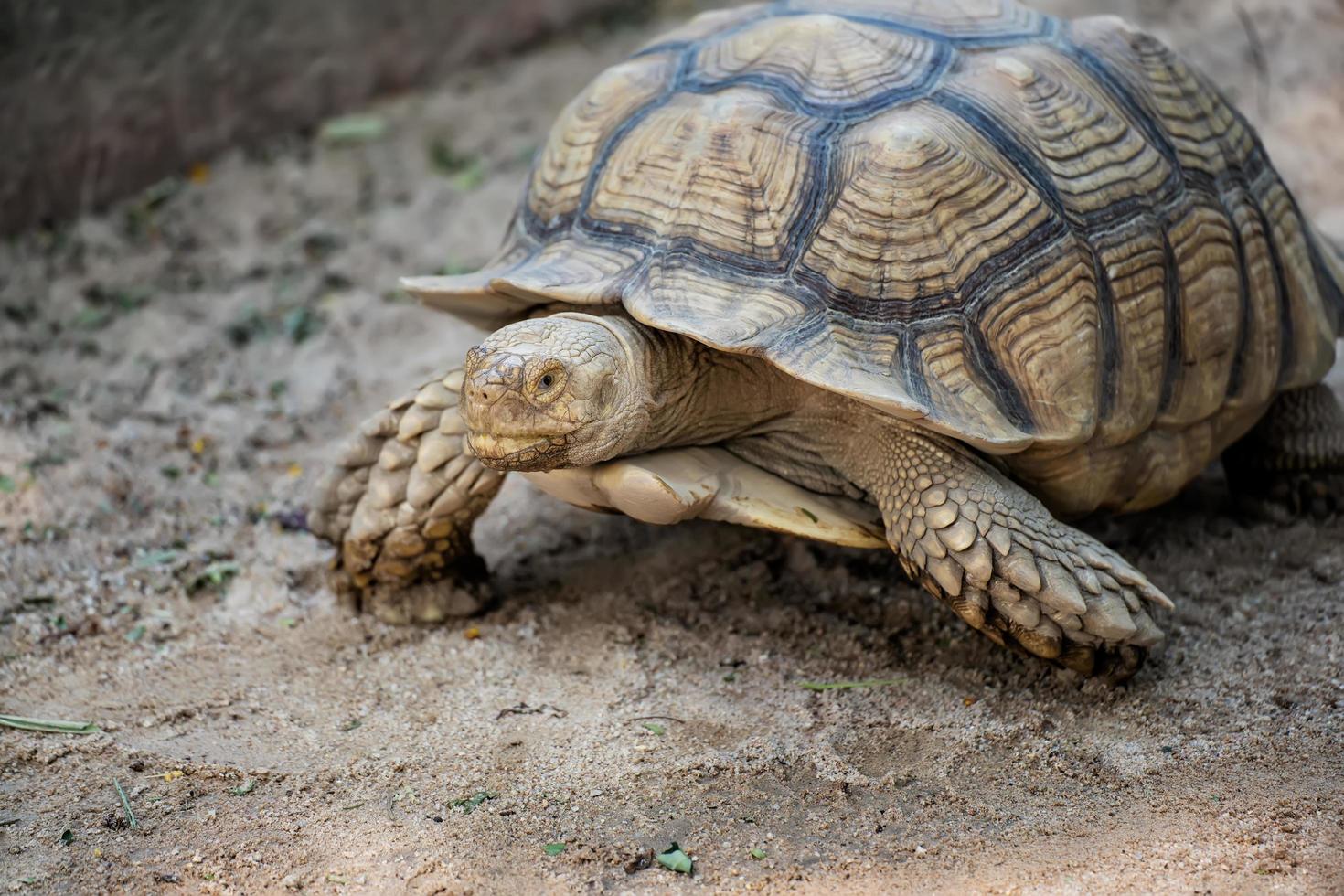 geochelone sulcata, sulcata-schildkröte, afrikanische spornschildkröte, die auf dem boden geht und kamera anschaut, tierschutz und ökosystemschutzkonzept. foto