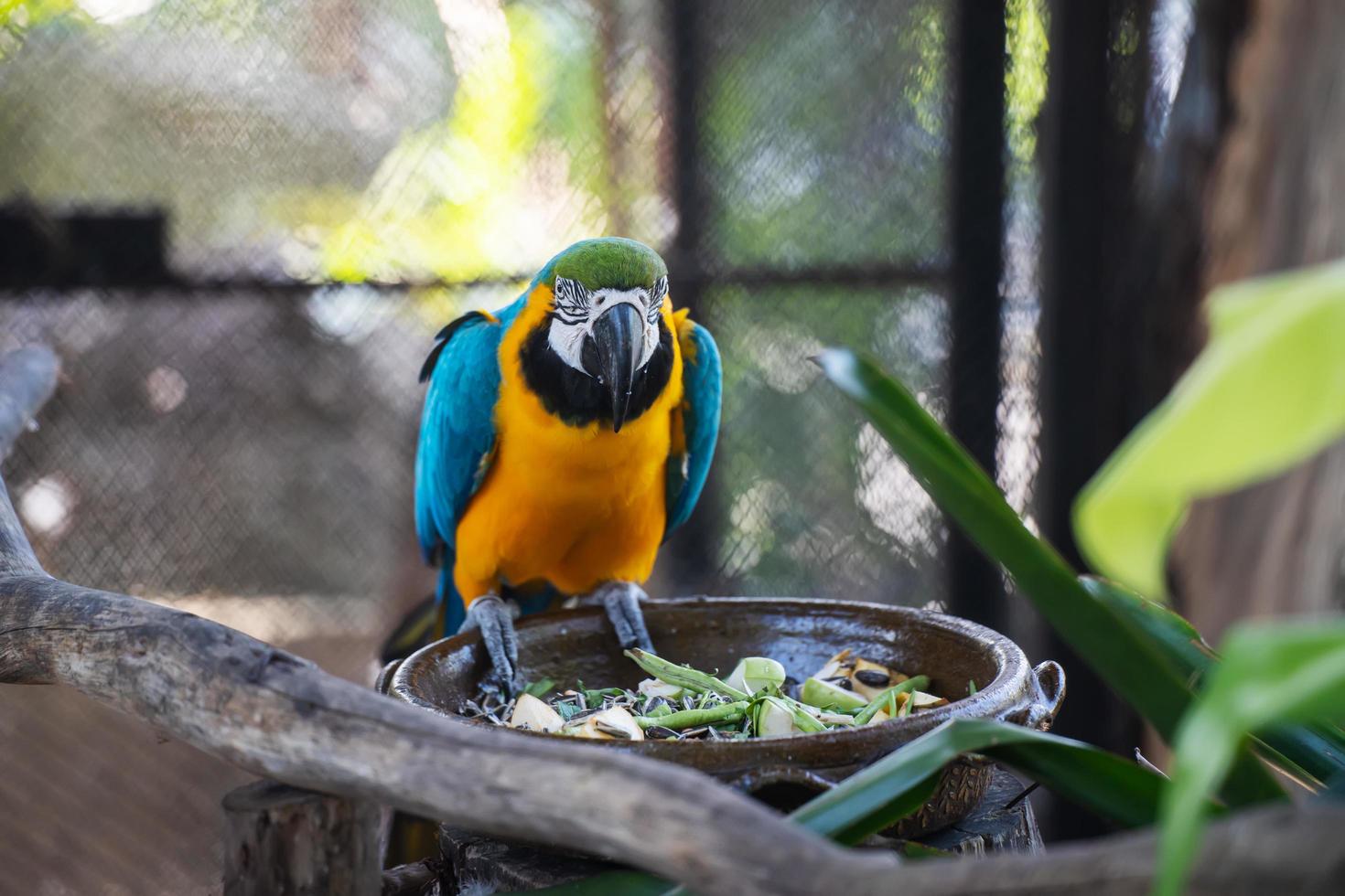 nahaufnahme von macawcute niedlichen vögeln und bunt von wild lebenden tieren, blauen und gelben aras, die in die kamera blicken, tierschutz und ökosystemschutzkonzept. foto