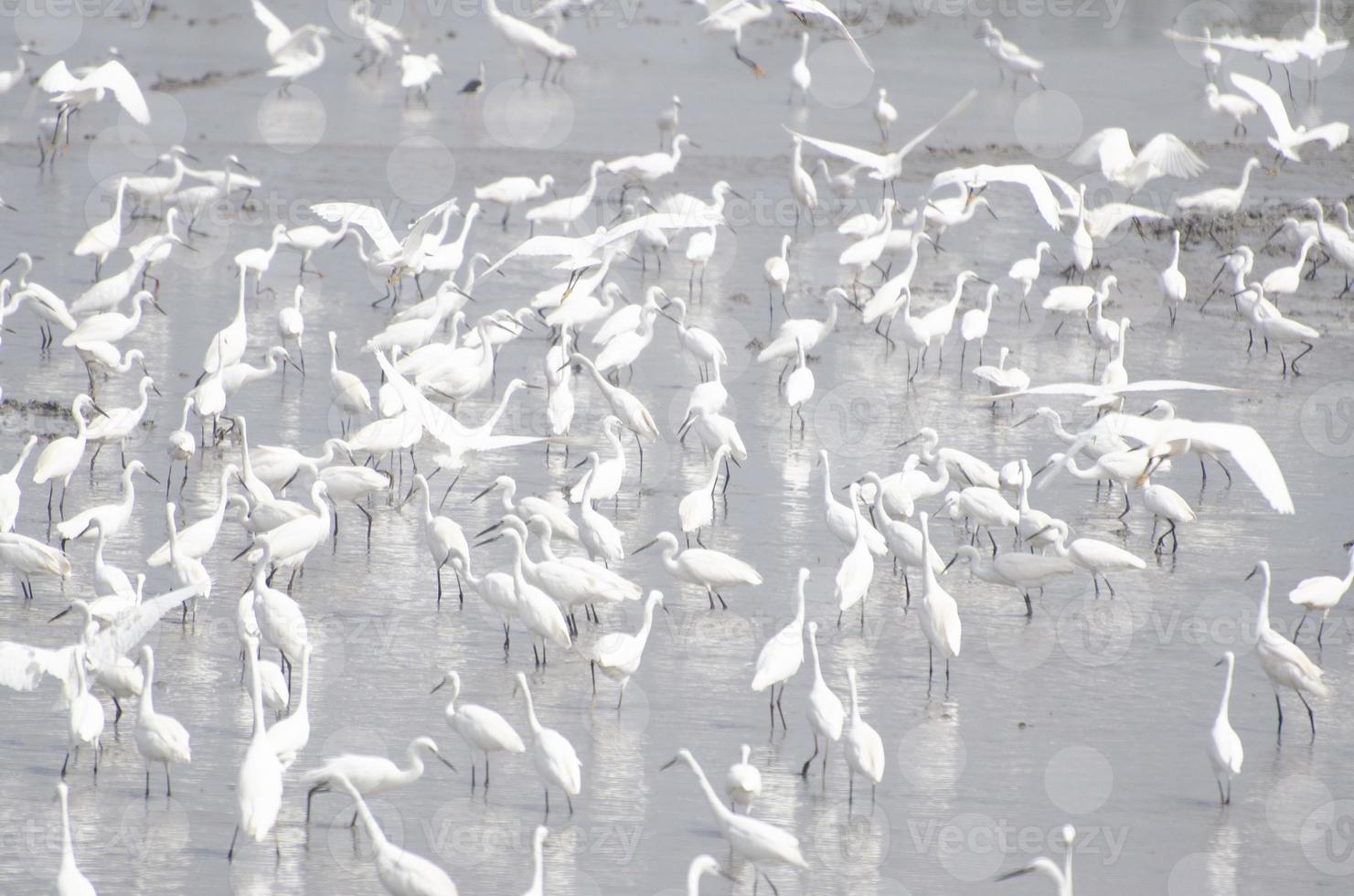eine Herde weißer Reiher, die in natürlichen Wasserquellen nach Nahrung suchen. foto