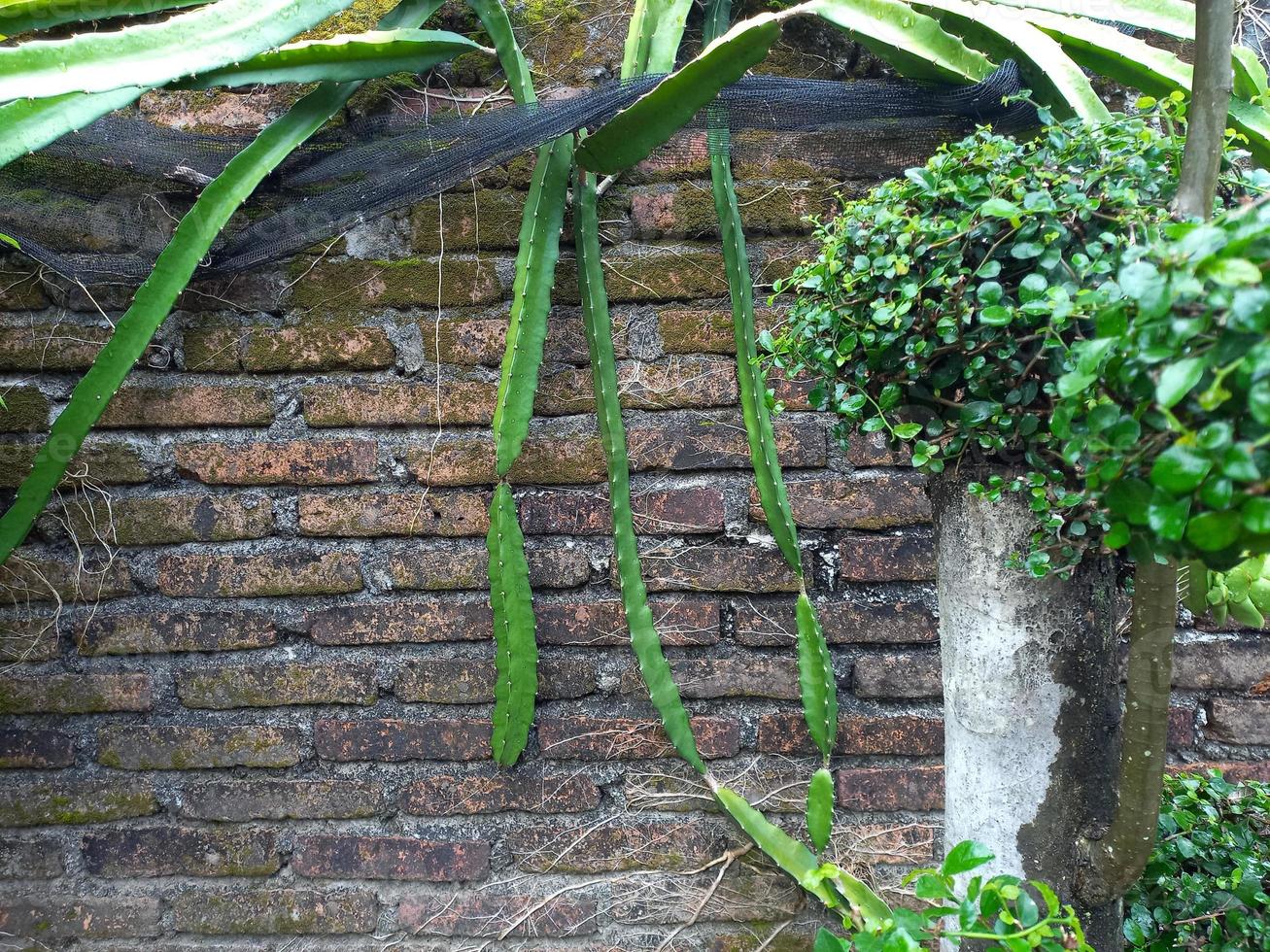 Ranken, eine Art grüne Aloe Vera, um die Wände oder Zäune von Häusern, die mit grünen Zierpflanzen geschmückt sind. Nahansicht. Hintergrund foto