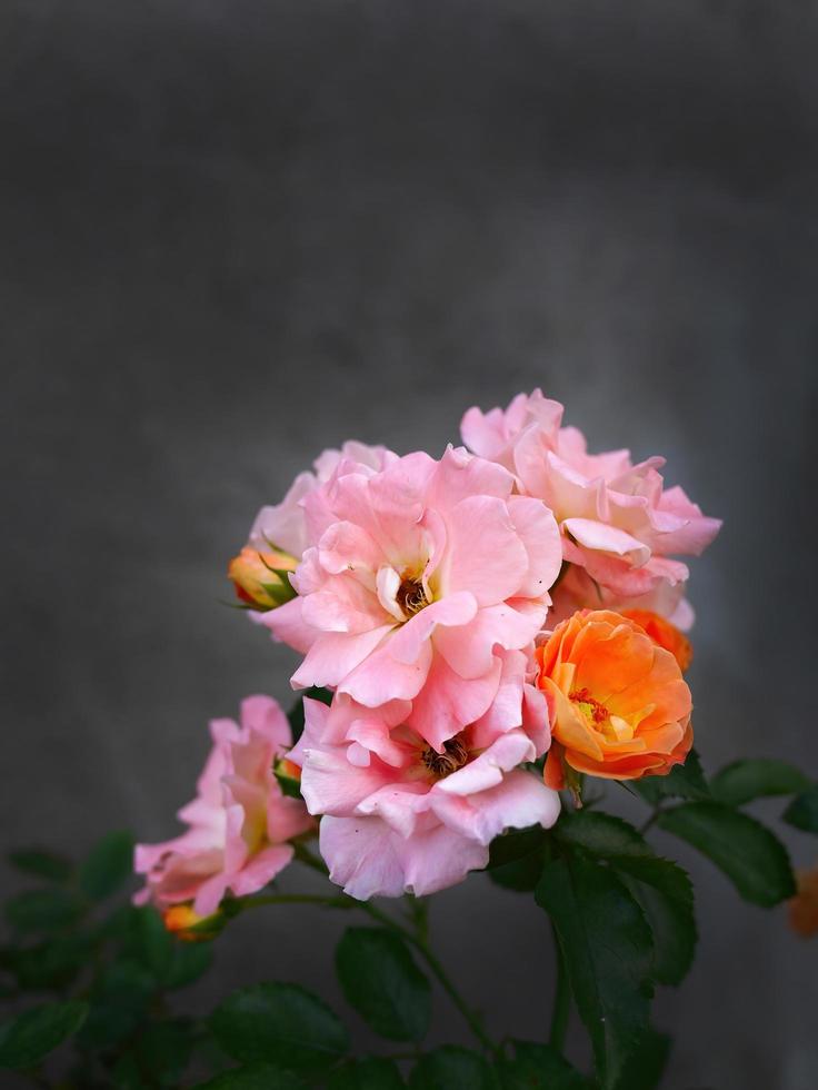 lebendige bunte Blumen mit dunkelgrauer Hintergrundtapete foto