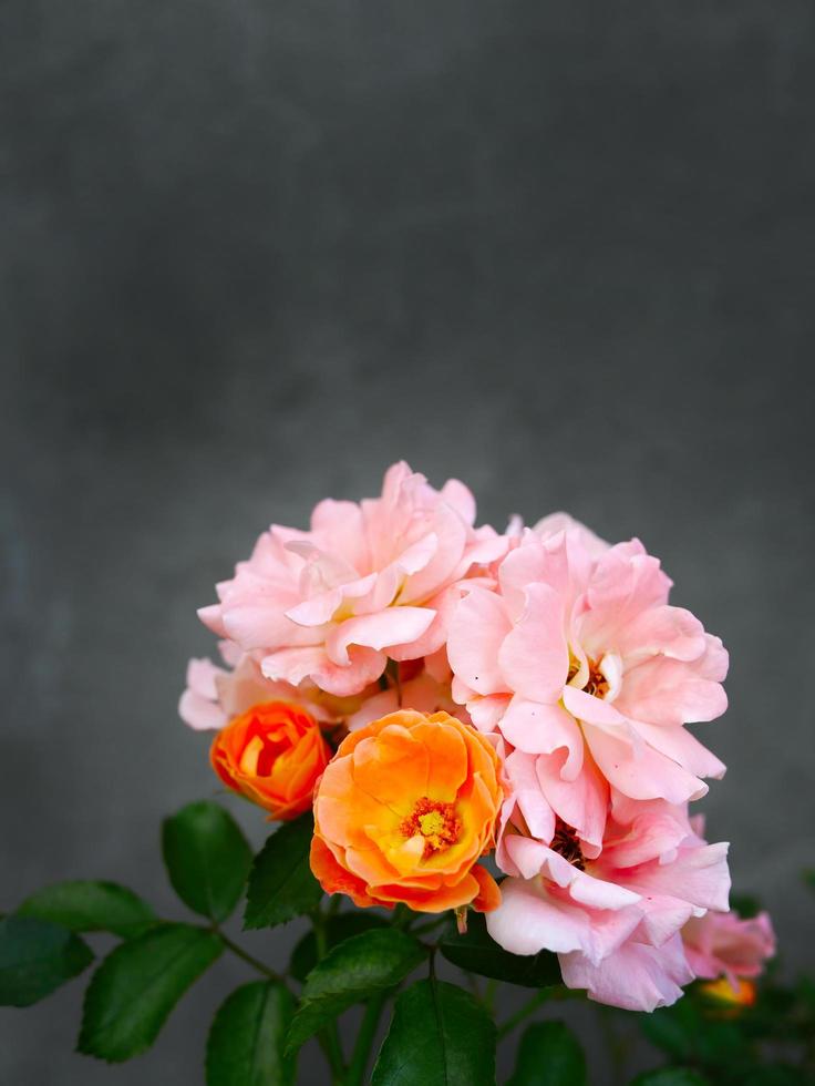 lebendige bunte Blumen mit dunkelgrauer Hintergrundtapete foto