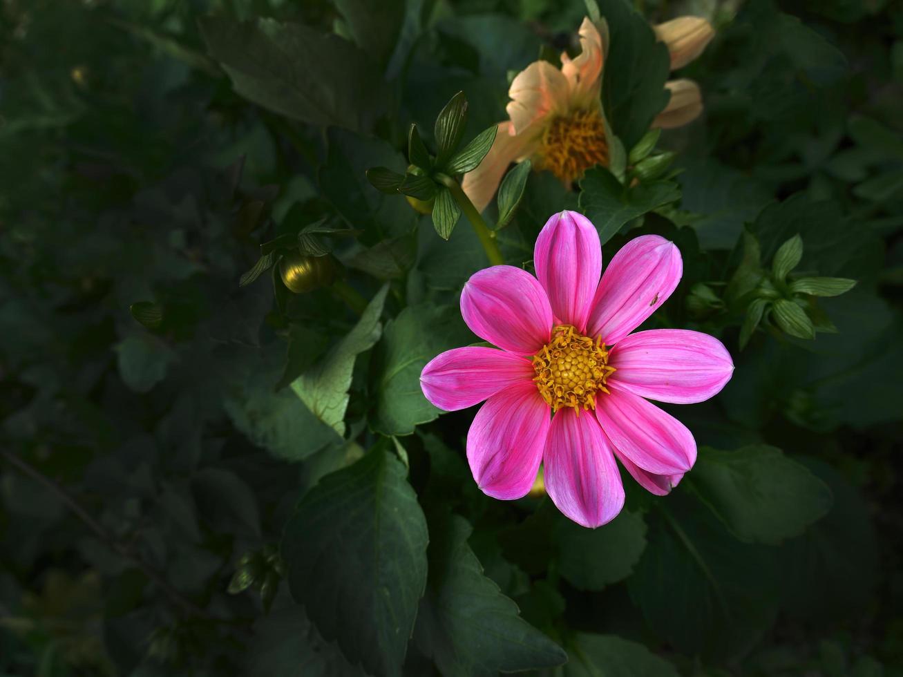 einzelne bunte lebendige rosa Blume im dunklen Tonhintergrund für Tapete foto