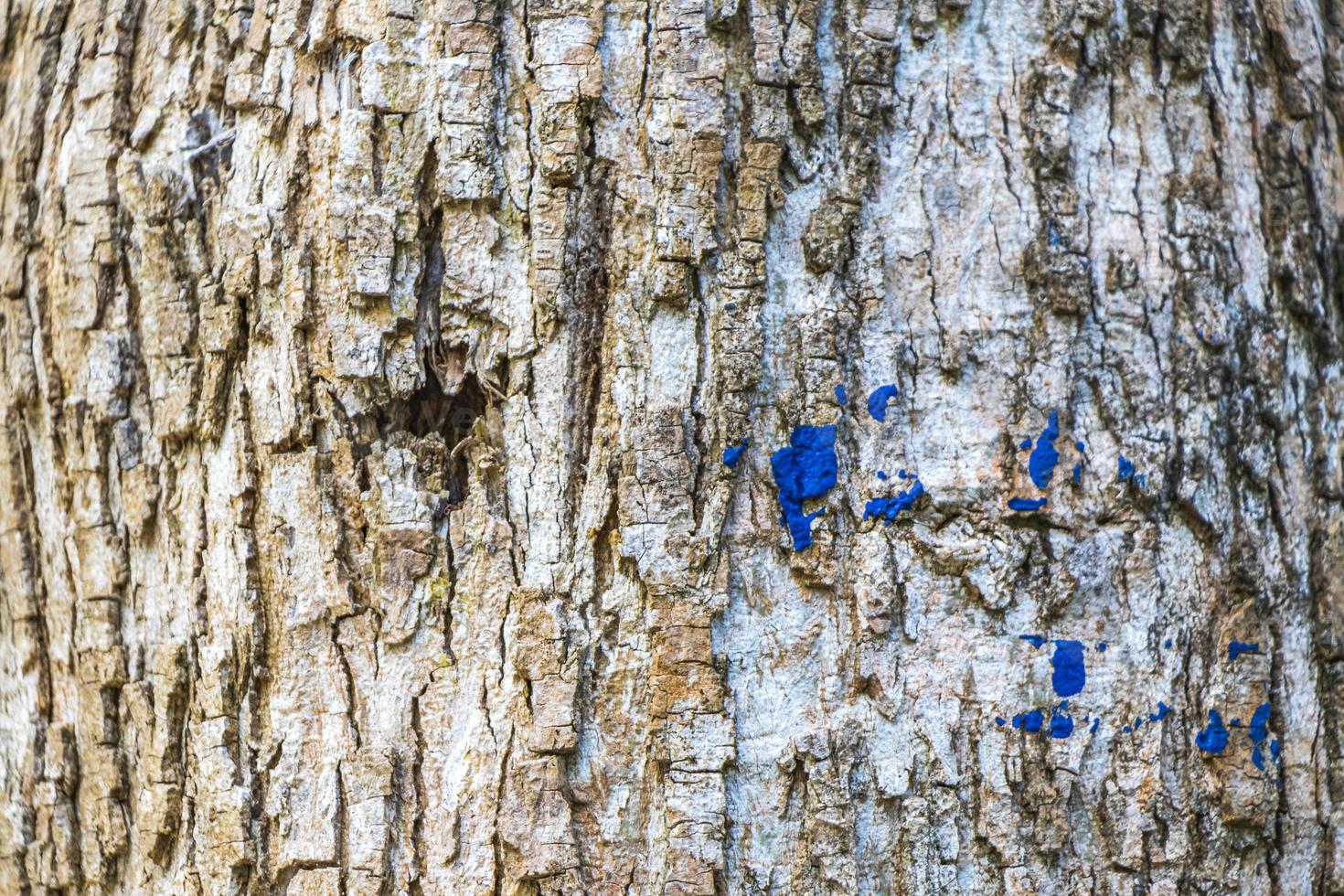 tropische baumrindenstruktur im natürlichen dschungel mexiko. foto