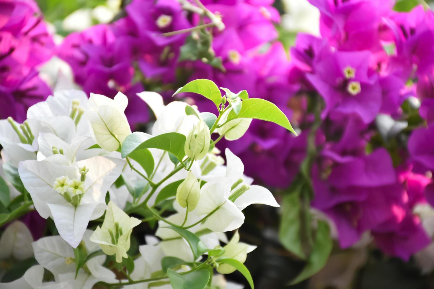 Bougainvillea-Blume am Morgen mit verschwommenem Hintergrund foto