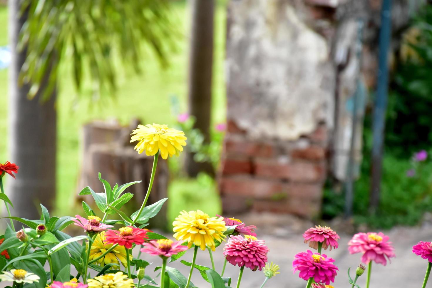 Zinnia-Blume wächst im Blumenbeet in der Nähe von zu Hause, foto