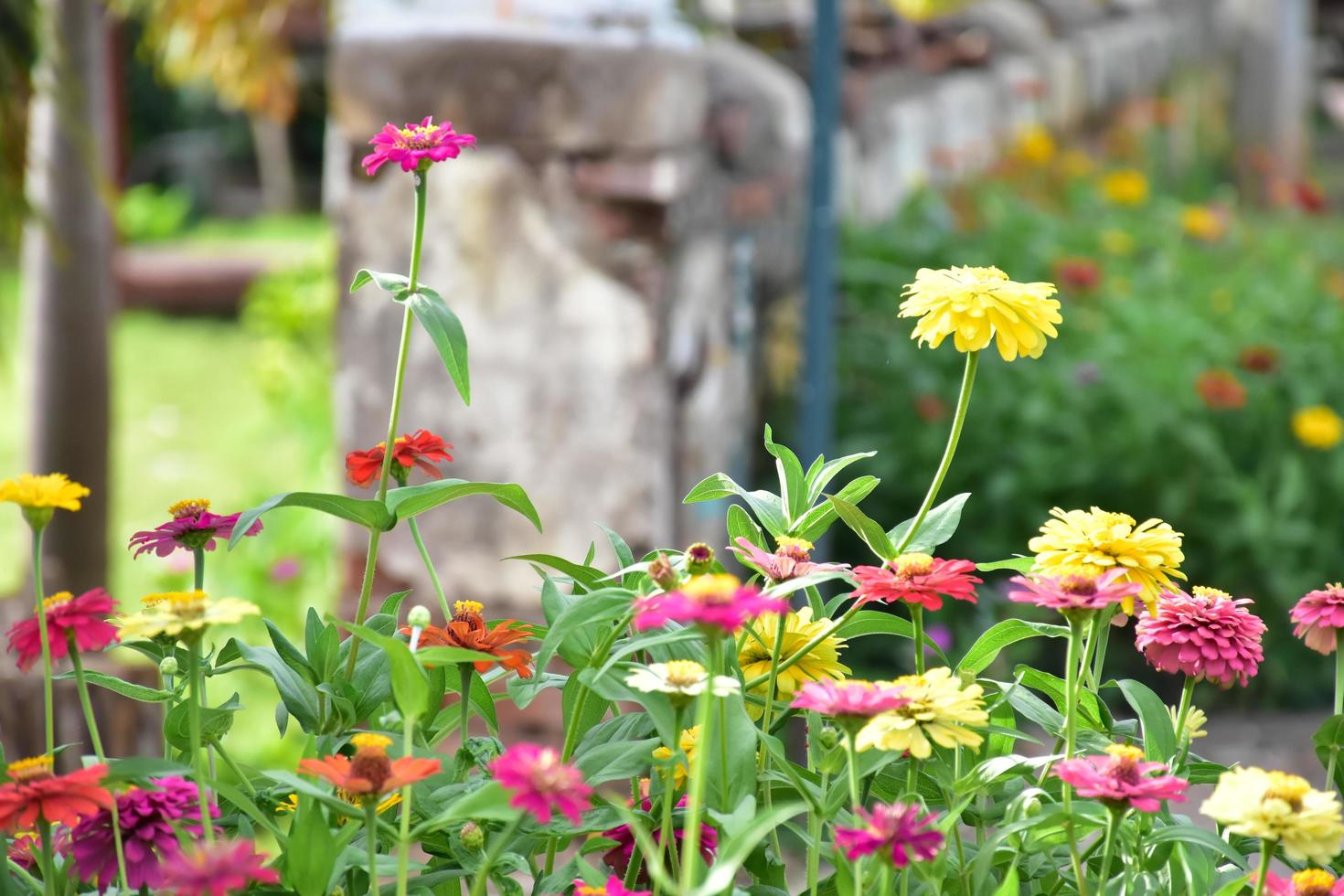 Zinnienblumen im Blumenbeet, natürlicher Hintergrund. foto