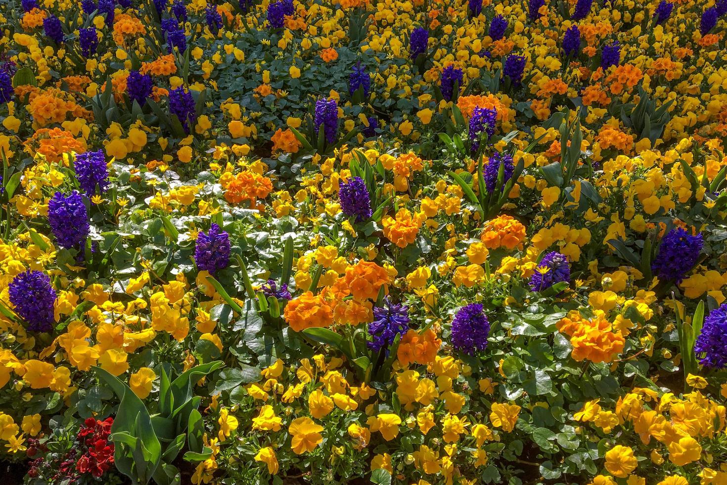 buntes Blumenbeet in East Grinstead foto