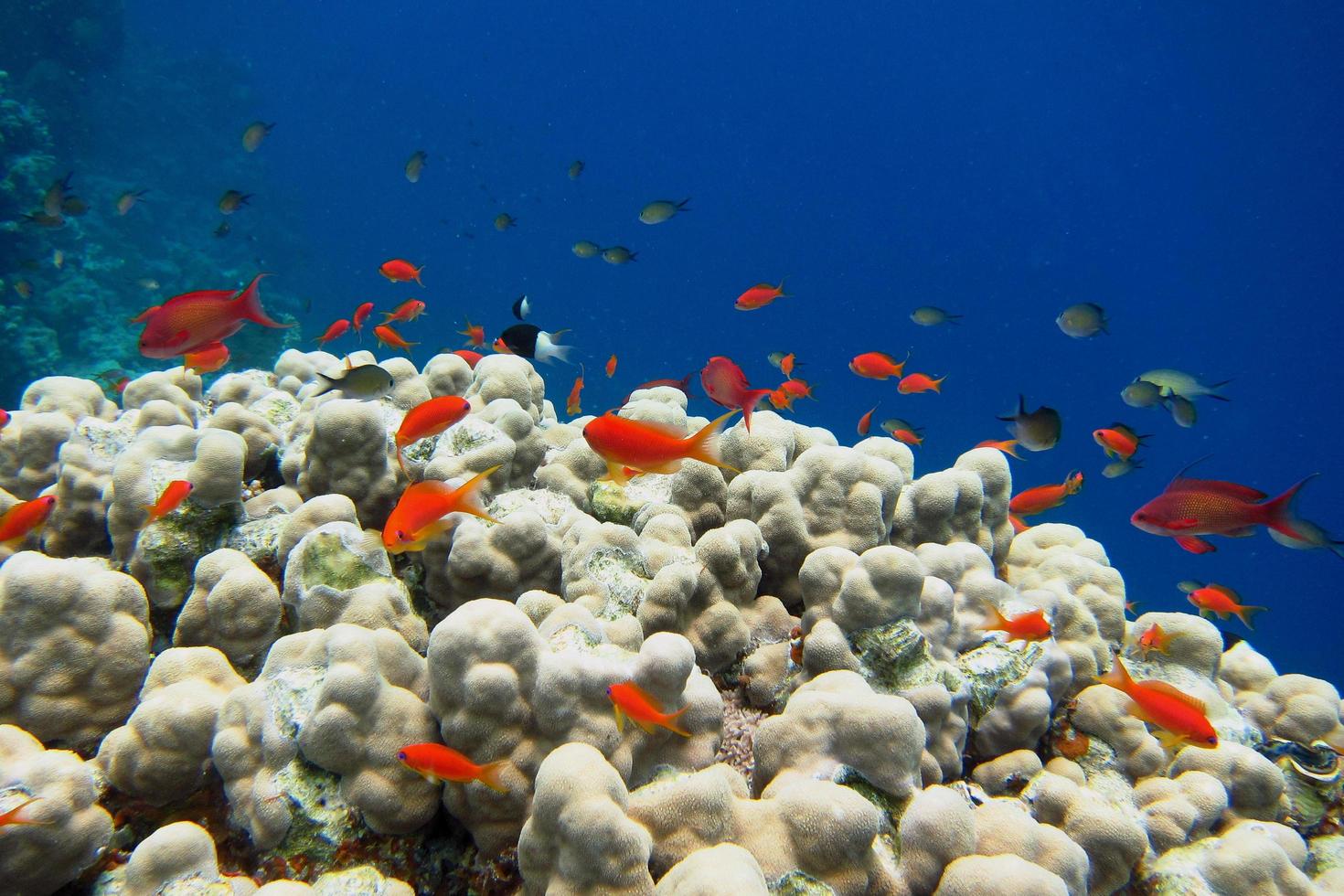 kleine bunte Fische im Meer foto