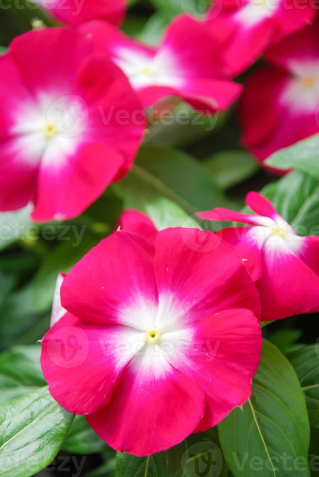 laub vinca blumen, rose vinca blumen madagaskar immergrün foto