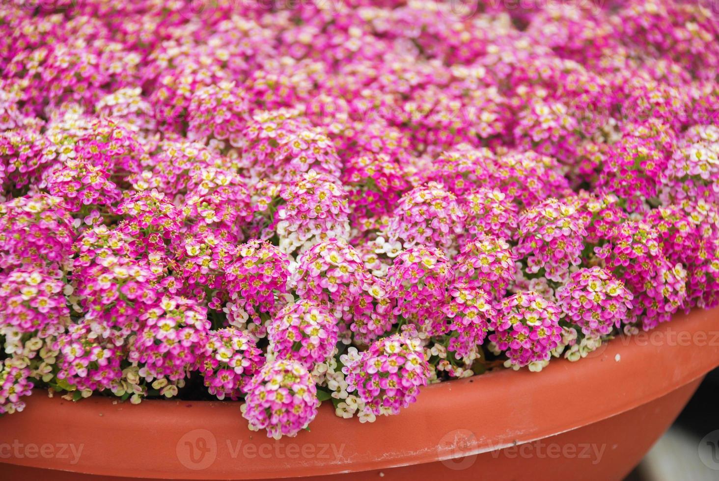 Alyssum-Blüten. Alyssum in süßen Farben. Alyssum in einem rotbraunen Topf auf Holztisch. foto