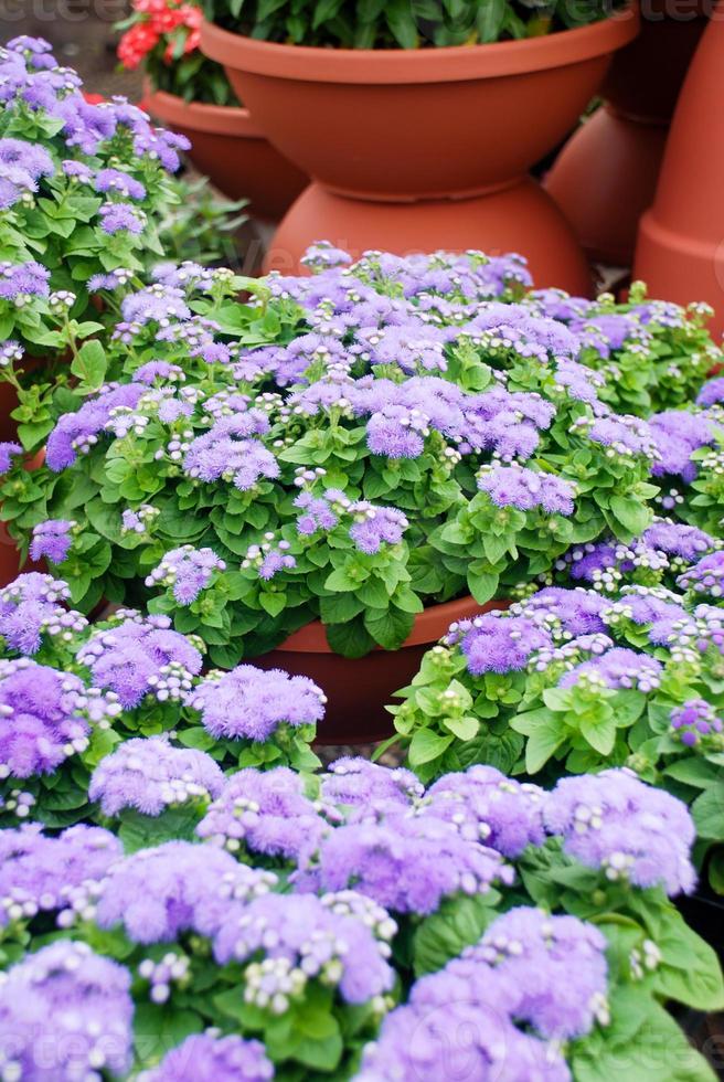 Ageratum, hellviolettes Ageratum, Topfpflanzen im schwarzen Tablett foto